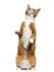 Ginger mixed-breed cat standing on hind legs, looking up, isolat