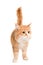 Ginger mixed breed cat on white