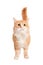 Ginger mixed breed cat on white