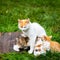 Ginger mother cat breastfeeds ginger kittens on a background of green grass on a green lawn, close-up, copy space, template