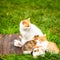 Ginger mother cat breastfeeds ginger kittens on a background of green grass on a green lawn, close-up, copy space, template