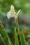 Ginger orchid Roscoea cautleyoides, pale yellow flower