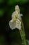 Ginger orchid Roscoea cautleyoides, a pale yellow flower