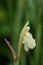 Ginger orchid Roscoea cautleyoides, pale yellow flower in close-up