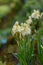 Ginger orchid Roscoea cautleyoides, pale yellow flowering plants