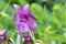 Ginger orchid, Roscoea humeana, purple flowers