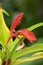 Ginger orchid Roscoea purpurea Red Ghurka, close-up of red flower