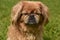 Ginger Pekingese Dog with Her Eyes Closed