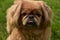 Ginger Pekingese Dog With his Tongue Out