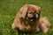 Ginger Pekingese Dog Yawning While Playing Outside