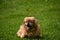 Ginger Pekingese Puppy Dog Laying Down Outside