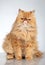 Ginger Persian cat