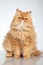 Ginger Persian cat