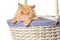 Ginger Persian cat in a basket