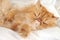 Ginger Persian cat sleep