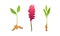 Ginger plant set. Natural organic aromatic spice vector illustration