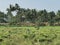 Ginger plantation field view,Palakkad,India.