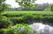 Ginger Plantation and Irrigation Pond