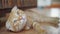 Ginger playful Scottish Fold Cat kitten lying on the floor near open wooden door