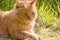 A ginger plump home beloved calm cat lies on the grass basking in the sun.