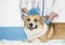 ginger puppy dog Corgi lies on the table have doctor veterinarian in clinic during injection and vaccination