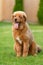 Ginger puppy of Tibetan mastiff breed is sitting on the grass.