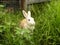Ginger rabbit eating grass