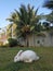 Ginger rabbit sitting on the green lawn