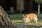 Ginger Rabbit In Sunlight