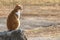 Ginger red hair tabby cat enjoy the sun outside sitting relaxed on the sun