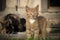 Ginger red kitten with white chest standing in grass near his mother