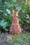 Ginger red tabby cat with its back to the camera mouse hunting in tall grass and foliage