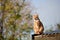 Ginger red tabby cat sitting relaxed on a tin roof against a blue sky.