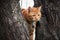 Ginger red tabby cat in a tree with long white whiskers up in a tree.