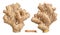 Ginger root. 3d realistic vector objects