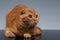 Ginger Scottish Fold Cat Lies on Gray