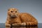 Ginger Scottish Fold Cat Lies on Gray