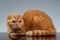 Ginger Scottish Fold Cat Lies on Gray