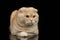 Ginger Scottish Fold Cat Lies isolated on Black