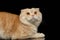 Ginger Scottish Fold Cat Lies isolated on Black