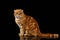 Ginger Scottish Fold Cat Sits and Looking in camera isolated on Black