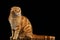 Ginger Scottish Fold Cat Sits and Looking at right isolated on Black