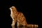 Ginger Scottish Fold Cat Sits and Looking up isolated on Black