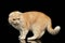 Ginger Scottish Fold Cat Walks isolated on Black