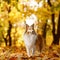 The ginger sheltie dog in autumn leaves