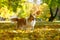 Ginger sheltie dog playing in leaves in autumn park.