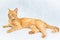 Ginger short hair cat lying on the white background