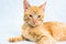 Ginger short hair cat lying on the white background