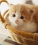 Ginger small kitten in a basket