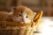 Ginger small kitten sleep in a basket